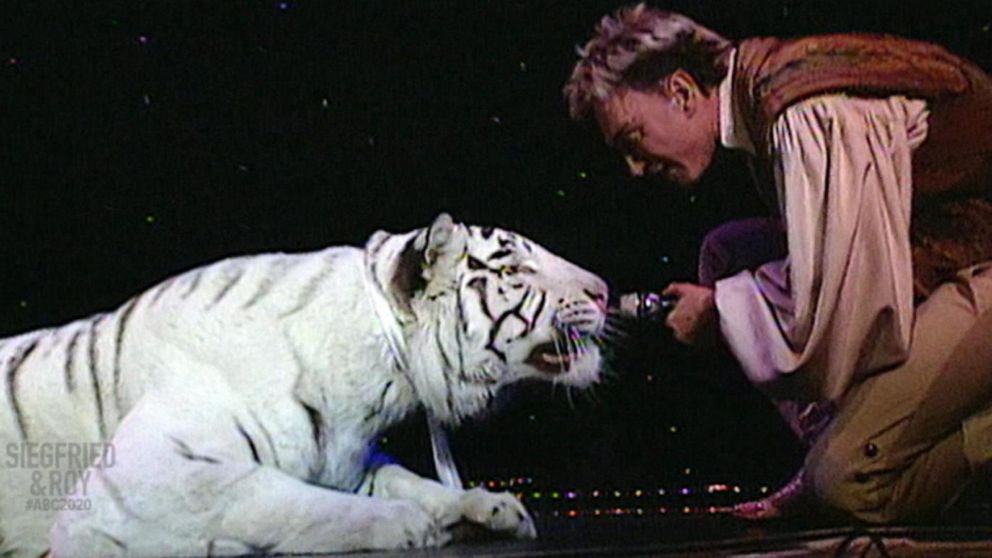 Roy Horn holding a microphone up to the mouth of a white tiger on stage.