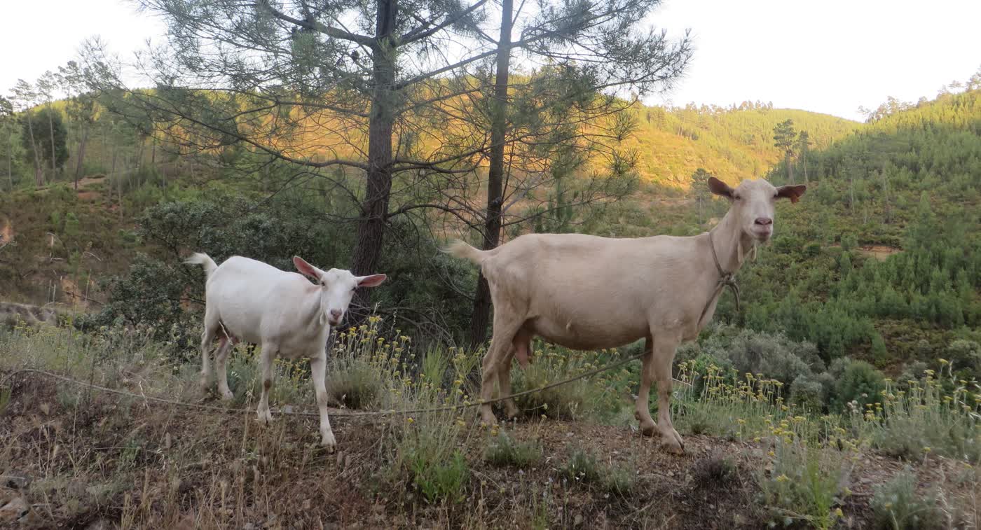 A pair of goats.