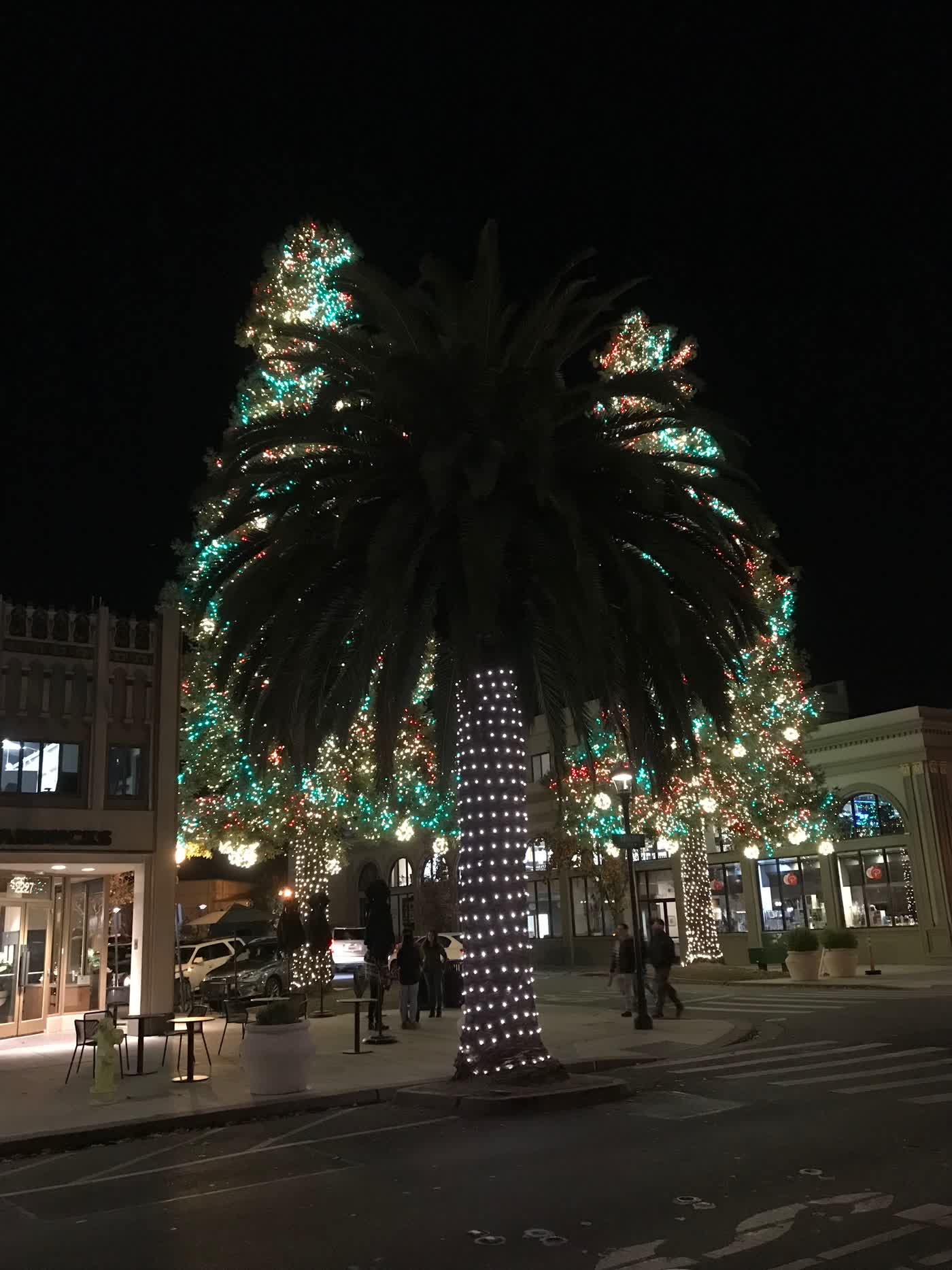 A pair of Christmas trees, colourful lights adorning their entirety, with a palm tree in front of them, white Christmas lights spiralling up the trunk of the palm tree.