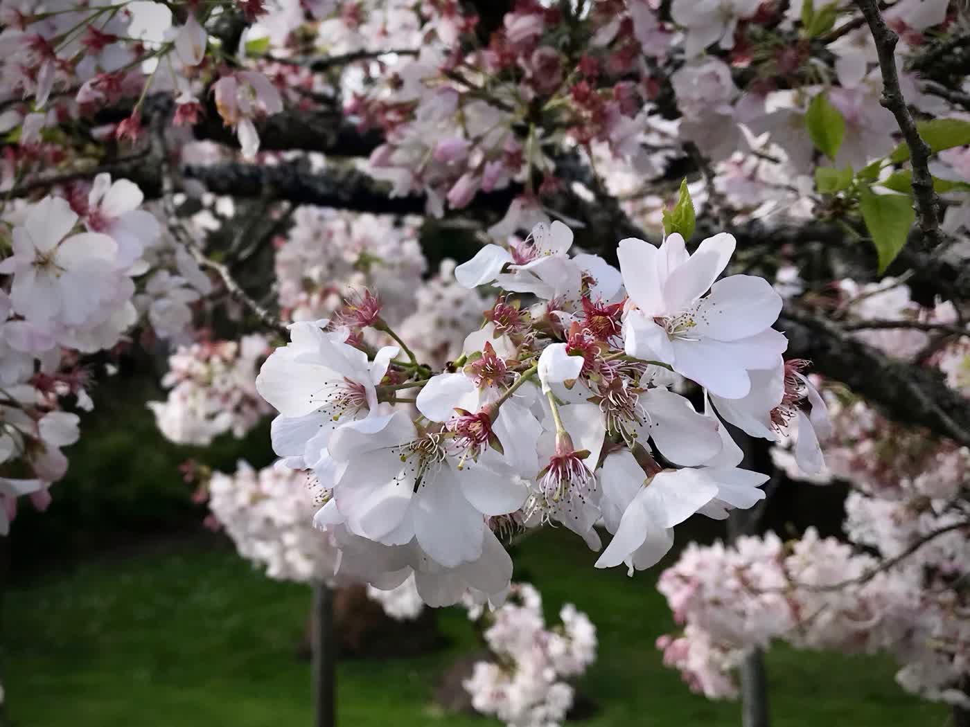 A cluster of small cherry blossoms on a tree branch, with more blossoms visible in the background.